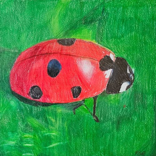 Harper Evans - Tikki