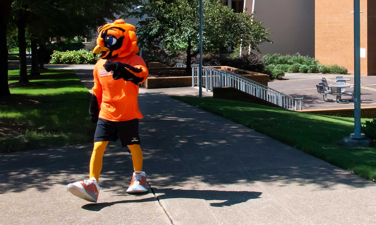 nursing-apply-curtiss Curtiss the Warhawk strolling around the AUM campus